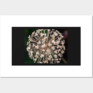 Allium Head Posters and Art